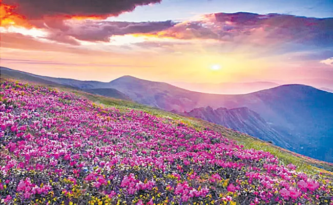 Valley of Flowers: World Heritage Site Full Details in Telugu, Uttarakhand - Sakshi