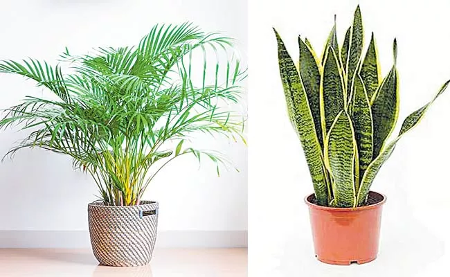 Air Purifying Plants For Your Home To Improve Air Quality - Sakshi