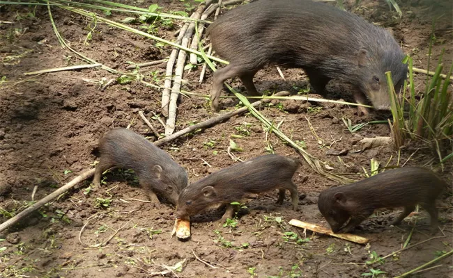 Pygmy Hogs Numbers Increasing In Assam - Sakshi