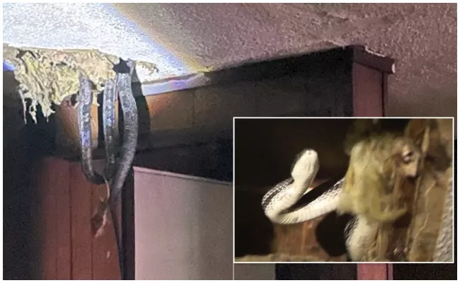 Snakes Fall Through Ceiling Of Family Rented House In Georgia - Sakshi