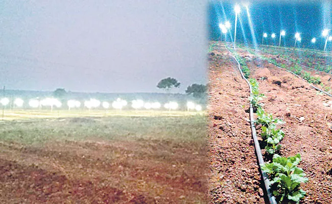 Chrysanthemum Growing In Artificial Lights: Kurnool Farmer Success Story - Sakshi