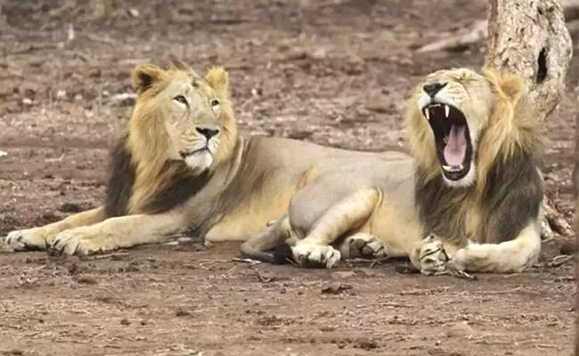 Nehru Zoo Park Staff Identified Eight Lions Have Coronavirus Symptoms - Sakshi