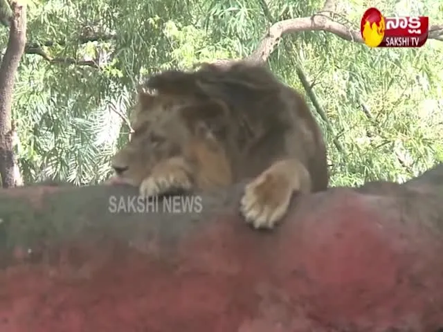 Corona Positive For 8 Lions At Hyderabad Zoo