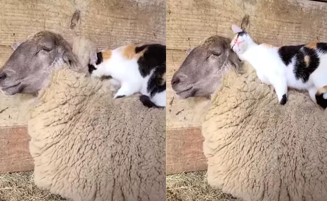 Cute Cat Doing Massage To His Sheep Friend  Video Goes Viral	 - Sakshi