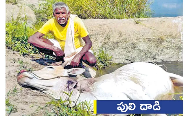 Local to Global Photo Feature In Telugu May 05 2021, Tiger Attack Cow - Sakshi