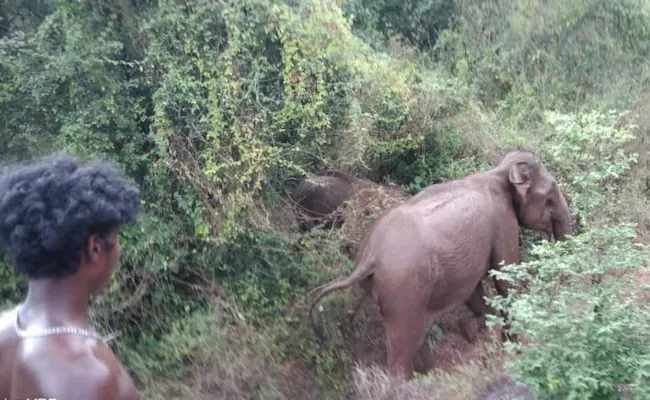 Videos of Tribal Youths Harassing Wild Elephants in Tamil Nadu Go Viral - Sakshi