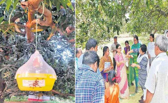 Fruit Fly Lure System In Mango Orchards - Sakshi