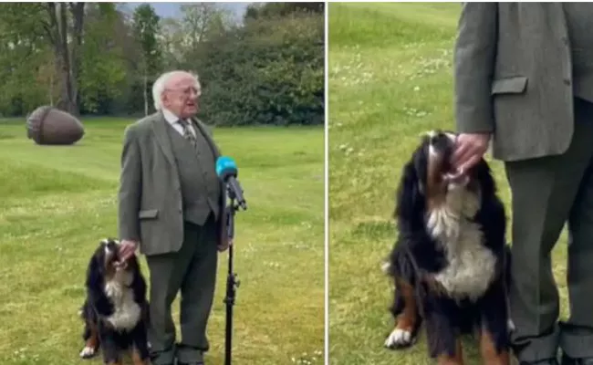 A Hilarious Video On Ireland President Michael D Higgins Dog  - Sakshi