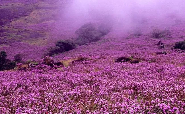 Neelakurinji Blooming Season Best Time To Visit Munnar Kerala - Sakshi