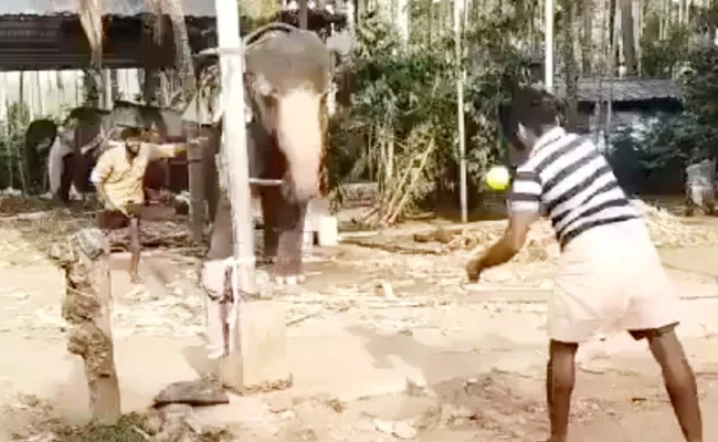 Michael Vaughan Share A Viral Video Of An Elephant Playing Cricket - Sakshi