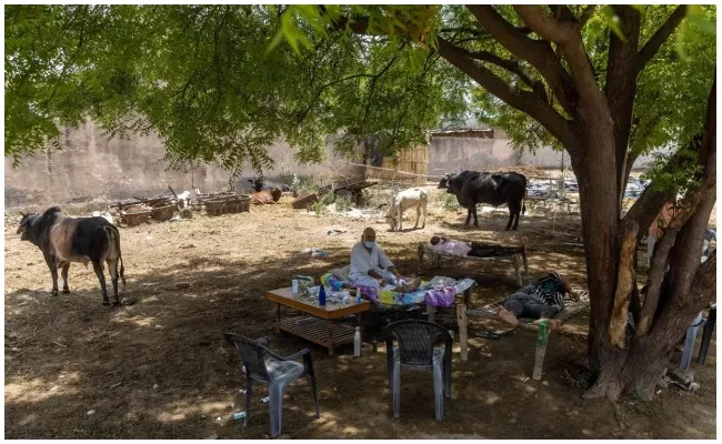  Corona Treatment Under Neem Tree Increasing Oxygen Levels In Uttar Pradesh - Sakshi