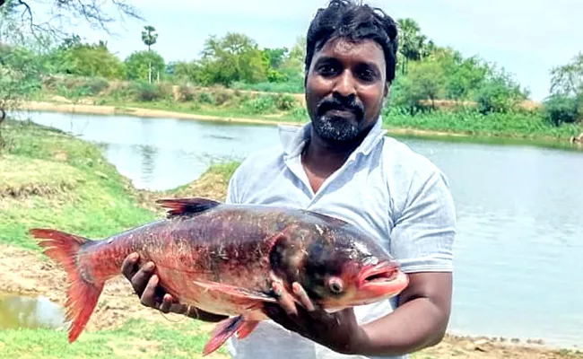 Photo Stories: Peculiar Fish And Rare Frog Appear In Nalgonda And Warangal - Sakshi