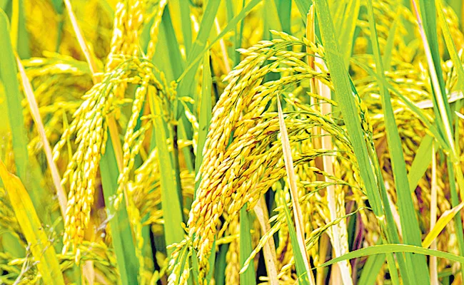 Cabinet approves Minimum Support Prices for Kharif Crops - Sakshi