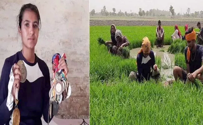 Punjab Karate Player Hardeep Kaur Work As Farm Labour In Paddy Fields - Sakshi