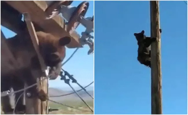 Arizona: Bear Climbs Electric Pole And Gets Stuck In Wires Causes Power Outage For 15 Minutes Viral - Sakshi