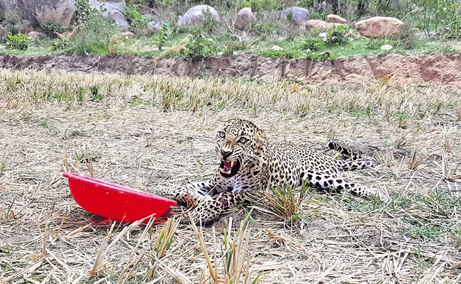 Leopard Tries To Attack Cattle Get Injured Koilkonda Mahabubnagar - Sakshi