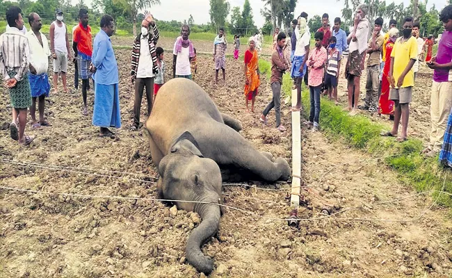 Elephant killed by electric shock - Sakshi