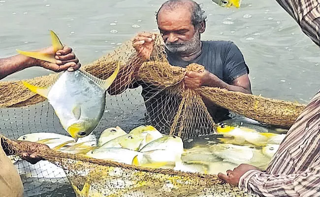 Indian pampano fish are giving profits to the aqua farmers - Sakshi