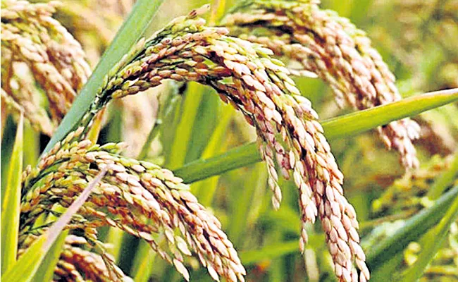 Agriculture Department Releases Kharif Crops Cultivation Plan In Telangana - Sakshi