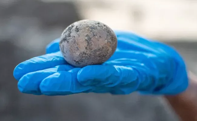 Archaeologists Find 1000 Year Old Chicken Egg Preserved Found Israel - Sakshi