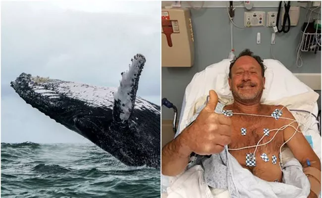 Humpback Whale Gulps And Spits Out Cape Cod Lobsterman - Sakshi