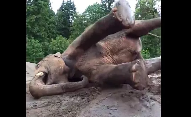 Elephant Happily Enjoys A Mud Spa Day - Sakshi