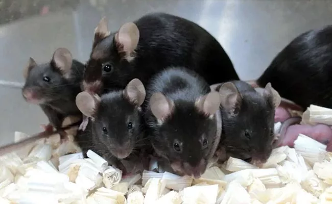 Mouse Sperm Stored On International Space Station Produce Healthy Space Pups - Sakshi