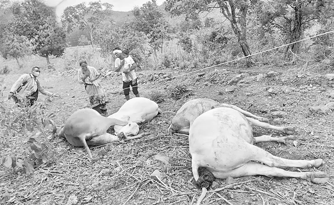 Agriculture Bulls Deceased Over Farmers Cried In Bayyaram - Sakshi