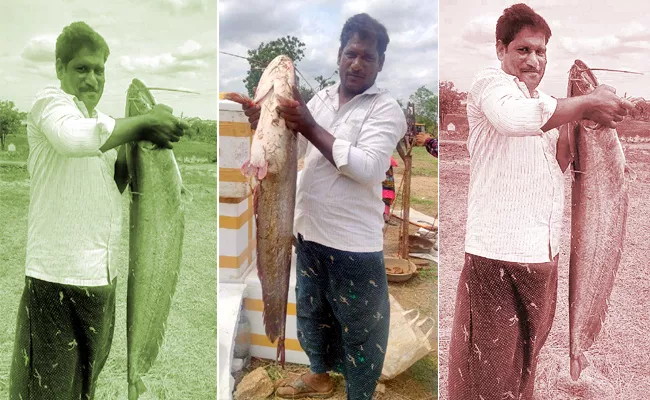 Massive 15kg Valuga fish Caught in Paleru Reservoir - Sakshi