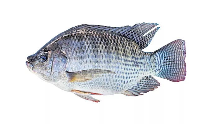 Tilapia fish hatcheries In Andhra Pradesh - Sakshi