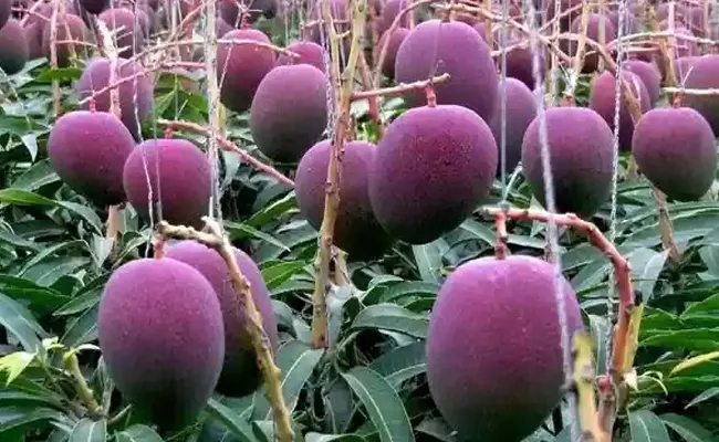 Up Couple Cultivates World Most Expensive Mangoes - Sakshi