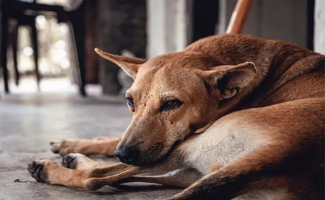 Vaccinations for all street dogs in the villages - Sakshi