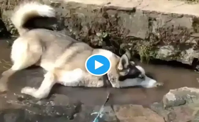 Viral Video: This Dog Enjoying its Day Out And Blowing Bubbles on a Water Stream  - Sakshi