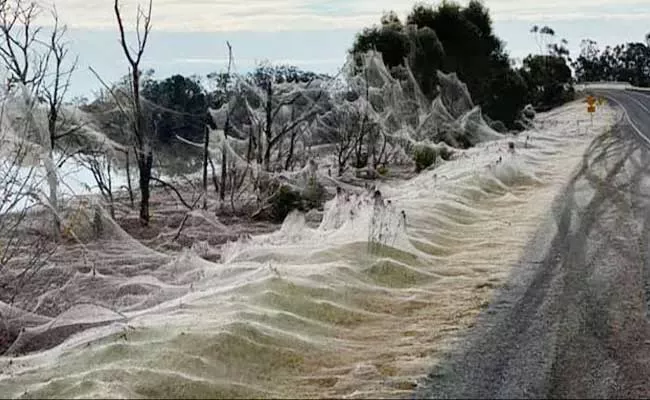 Australia: Giant Spiderwebs Blanket Grassland After Flooding - Sakshi