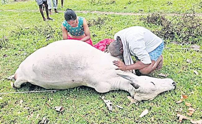 Cow Died With Power Shock In Mahabubabad District - Sakshi