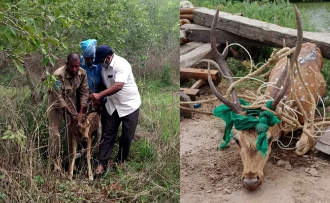 Spotted Deer Coming Into Villages In Machilipatnam - Sakshi