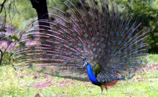 Peacock Dance in Nizamabad District, Interesting Photos - Sakshi