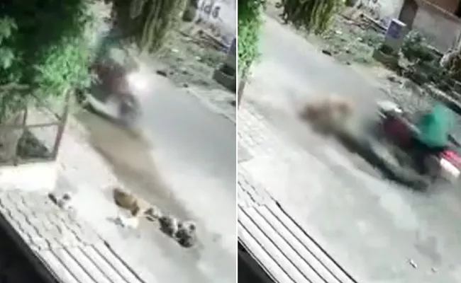 Shocking: Biker Intentionally Crushes Two Puppies In Agra, Video Viral - Sakshi