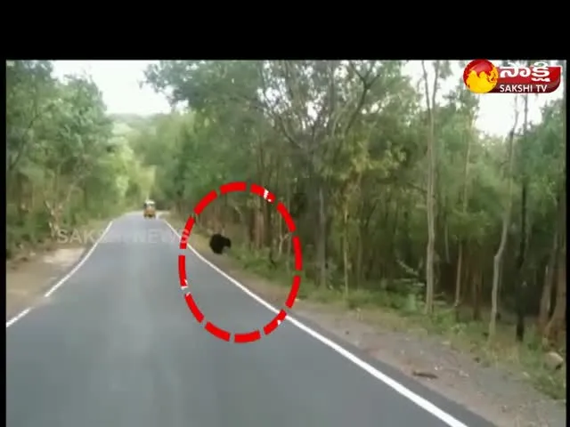 Bear At Srisailam Ghat Road