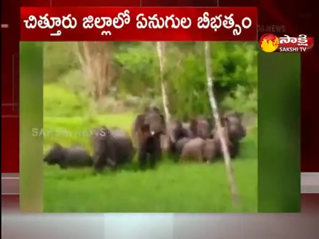 Elephant Poaching in Chittoor District 