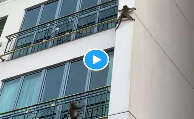 Two Monkeys Playing And Sliding Down  Building s Wall Viral Video - Sakshi