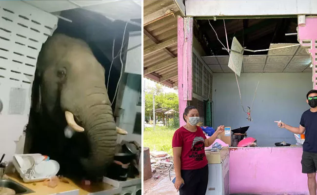 Thailand Elephant Attack In Kitchen Video Viral  - Sakshi