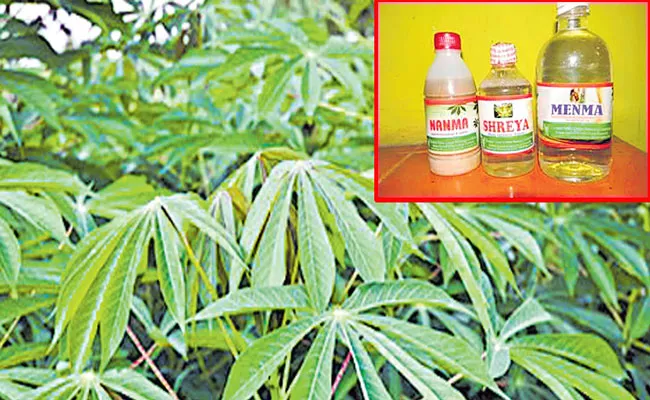 CTCRI in TVM obtains patent for organic pesticide developed from tapioca leaves - Sakshi