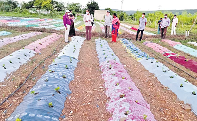 Natural Farming Mulching With Cotton Sarees Instead Of Plastic Covers - Sakshi