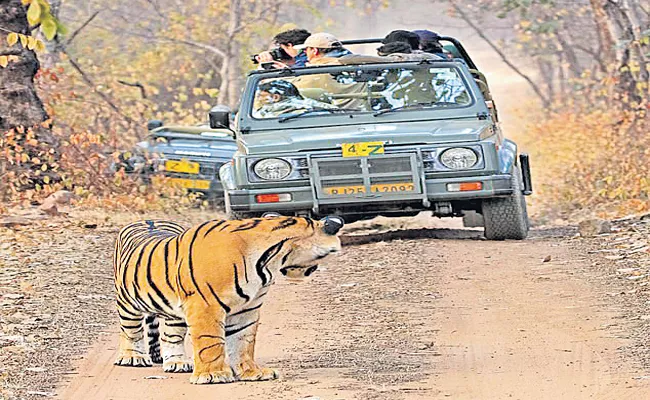 Interesting Scene In Ranthambore National Park In Rajasthan - Sakshi