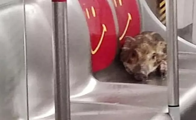 Viral Video: Wild Boar Halchal On Subway Train In Hong Kong - Sakshi