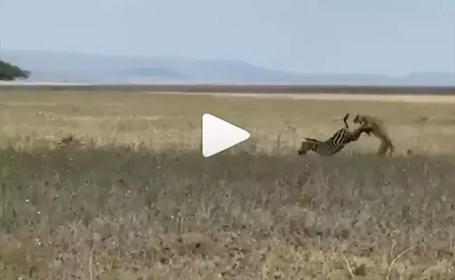 Video Of Zebra Kicking Away A Following Lioness With Ease Goes Viral - Sakshi