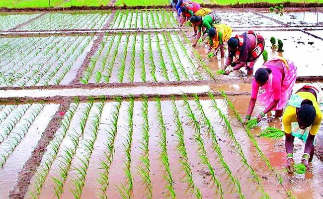 Eruvaka Pournami: Significance Of Eruvaka Purnima Farmers Festival - Sakshi