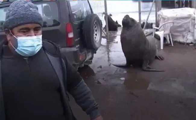 Sea Lion Crash Fisherman Interview About Plague Of Sea Lions In Chile - Sakshi