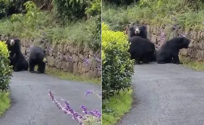 Bear Charges At Tamil Nadu Biker In Hair Raising Viral Video - Sakshi